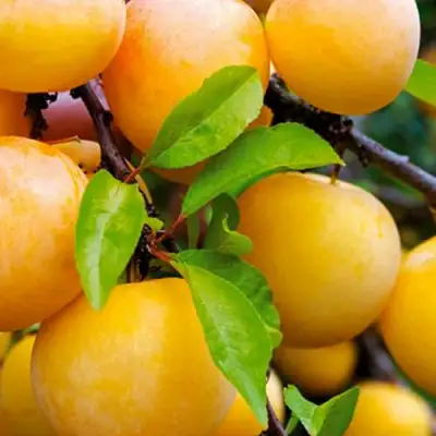 Слива МЕДОВАЯ ЖЁЛТАЯ в Осиповичах