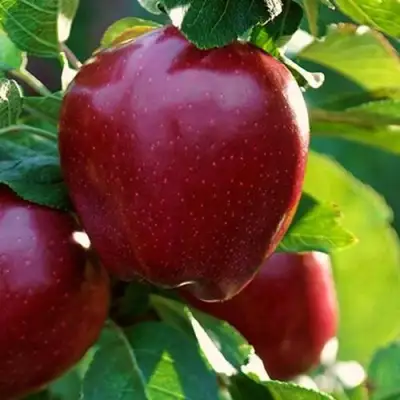 Яблоня РЕД ЧИФ в Осиповичах