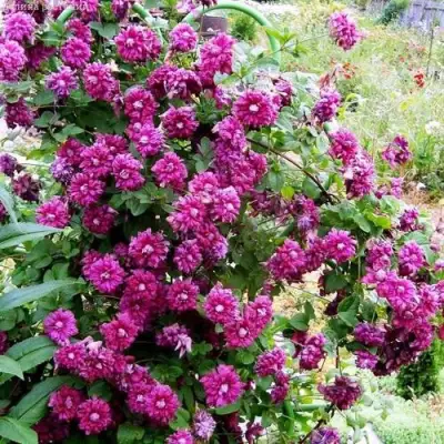 Клематис ПУРПУРЕА ПЛЕНА ЭЛЕГАНС в Осиповичах