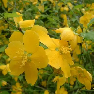 Керрия японская ГОЛДЕН ГИНЕЯ в Осиповичах