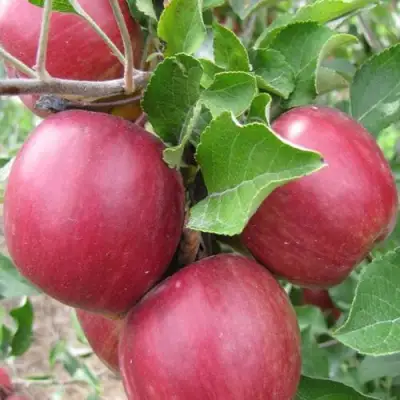 Яблоня МОСКОВСКОЕ ОЖЕРЕЛЬЕ колонновидная в Осиповичах