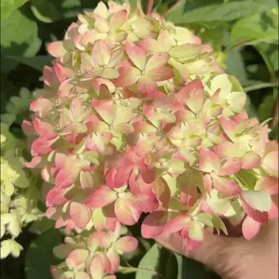 Гортензия Литтл лав