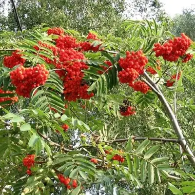 Рябина САХАРНАЯ ПЕТРОВА сладкоплодная в Осиповичах