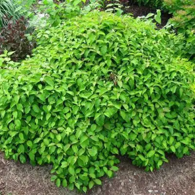 Дерен КЕЛСЕИ шелковистый  в Осиповичах