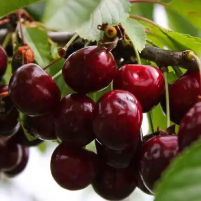 Вишня НОВОДВОРСКАЯ в Осиповичах