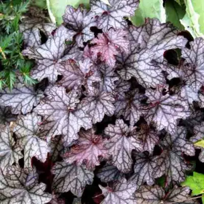 Гейхера ШУГА ФРОСТИНГ в Осиповичах