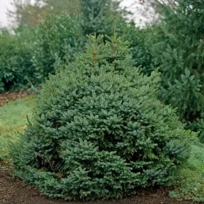 Ель НАНА сербская в Осиповичах