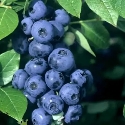 Голубика НОРТ КАНТРИ в Осиповичах