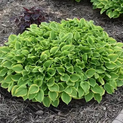 Хоста ГОЛДЕН ТИАРА в Осиповичах