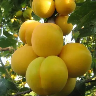 Слива ЛОДВА в Осиповичах