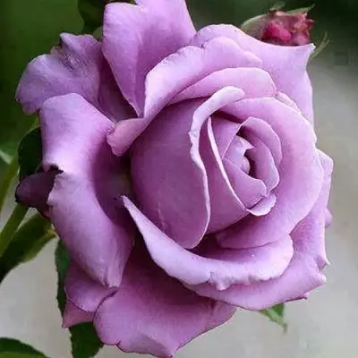 Роза МАЙЗЕР чайно-гибридная в Осиповичах