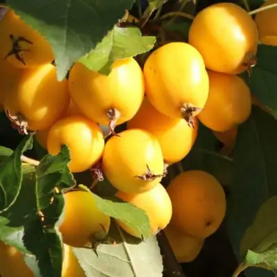 Яблоня ГОЛДЕН ХОРНЕТ декоративная в Осиповичах