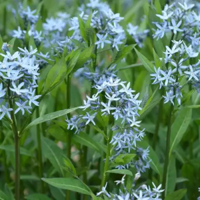 Амсония иволистная в Осиповичах