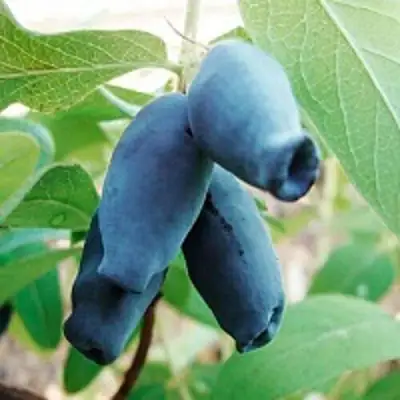 Жимолость съедобная АМФОРА в Осиповичах