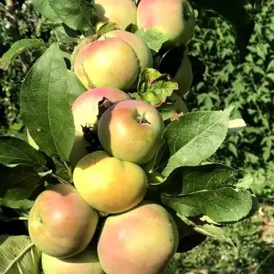 Яблоня ПРИОКСКОЕ колонновидная в Осиповичах