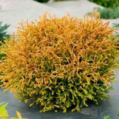 Туя ГОЛДЕН ТАФФЕТ западная в Осиповичах