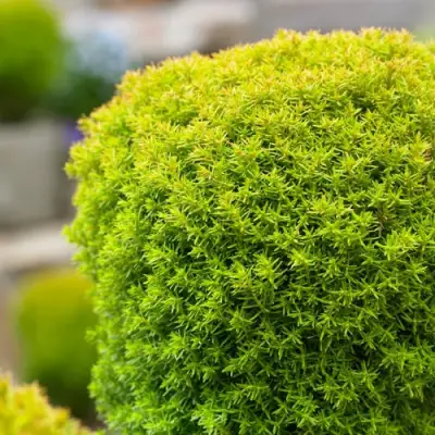 Туя АННИЕК западная в Осиповичах