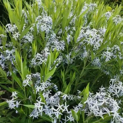 Амсония иволистная в Осиповичах