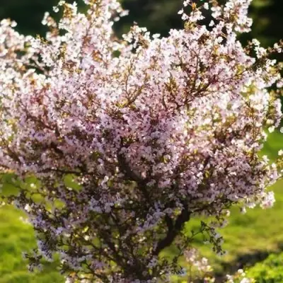 Сакура КОЙО НО МАЙ в Осиповичах