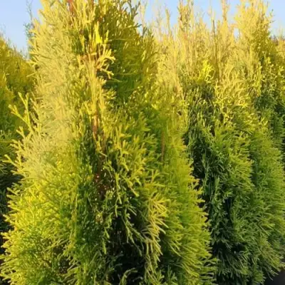 Туя ГОЛДЕН СМАРАГД западная в Осиповичах