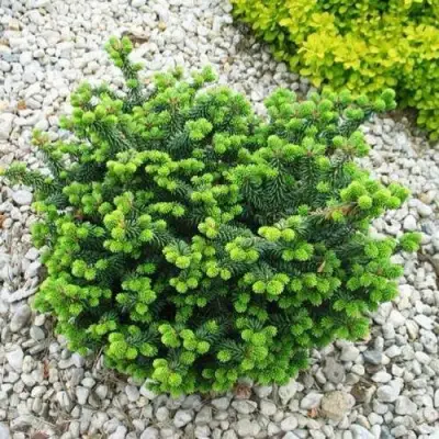 Пихта НАНА бальзамическая в Осиповичах