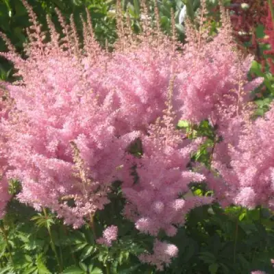 Астильба ЭДЕНС ОДИССЕЙ Арендса в Осиповичах