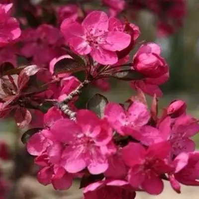 Яблоня РЕД КЕТТИ в Осиповичах