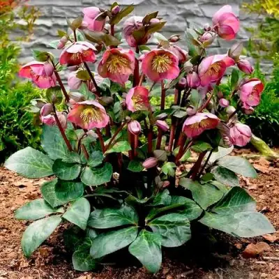 Морозник ВОСТОЧНЫЙ в Осиповичах