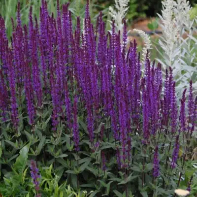 Шалфей КАРАДОНА в Осиповичах