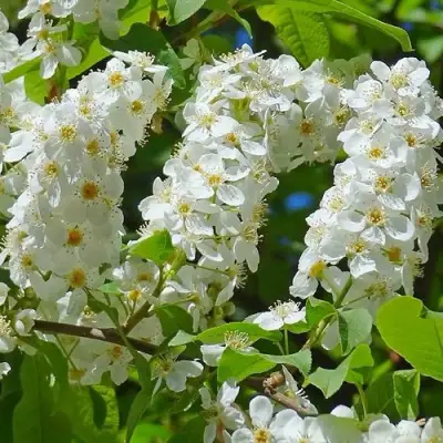 Черемуха ЧАЙКА в Осиповичах