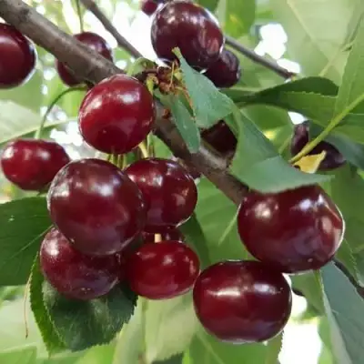 Дюк СЛАВЯНКА в Осиповичах