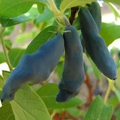 Жимолость съедобная НИМФА (ГАММА) в Осиповичах