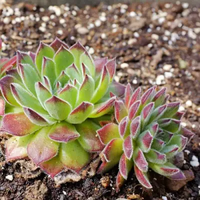 Молодило РУССКОЕ в Осиповичах