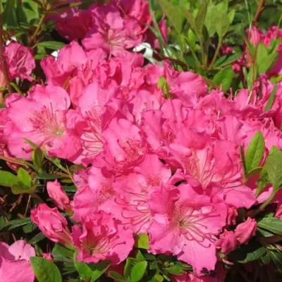 Азалия КИРСТИН японская в Осиповичах