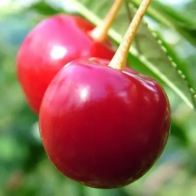 Вишня ЗАРАНКА в Осиповичах