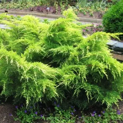 Можжевельник ГОЛД КОСТ средний в Осиповичах