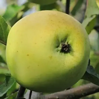 Яблоня РОССИЯНКА в Осиповичах