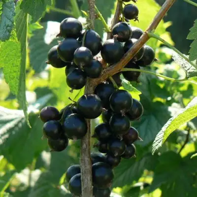 Смородина черная ВОЛОГДА в Осиповичах