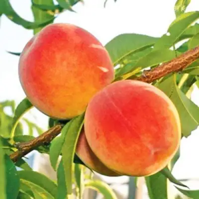 Персик ОНТАРИО в Осиповичах