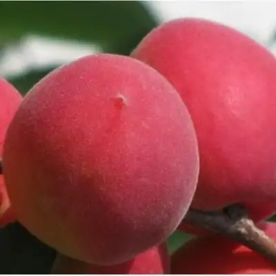 Абрикос РУБИН в Осиповичах