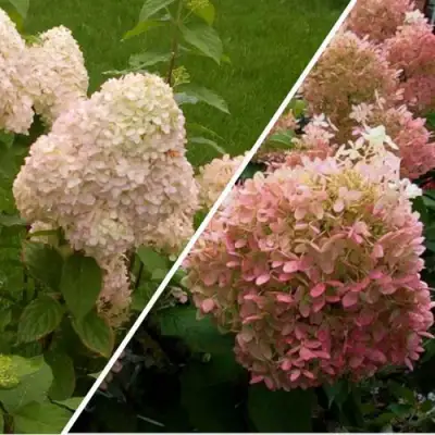 Комплект НЕЖНЫЕ ЧУВСТВА в Осиповичах