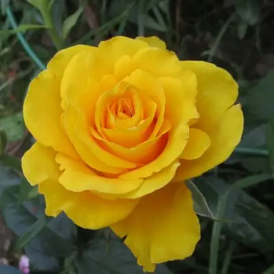 Роза КЕРИО чайно-гибридная в Осиповичах