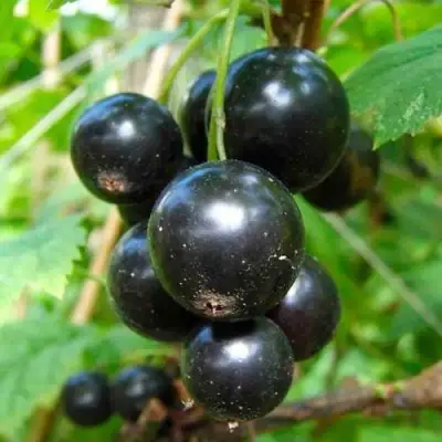 Смородина чёрная ЛЕНТЯЙ в Осиповичах