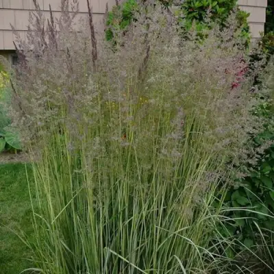 Вейник АВАЛАНШ остроцветковый в Осиповичах