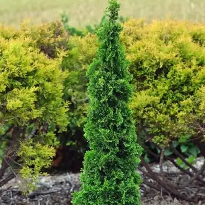 Туя СПИРАЛИС МИНИ западная в Осиповичах