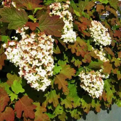 Гортензия БЛЭК ПОРШ дуболистная в Осиповичах