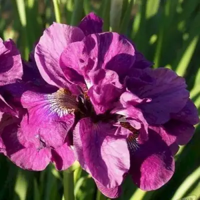 Ирис БАНДЛ ОВ ДЖОЙ сибирский в Осиповичах