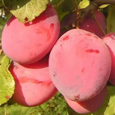 Слива ФАВОРИТЕ ДЕ СУЛТАНО в Осиповичах