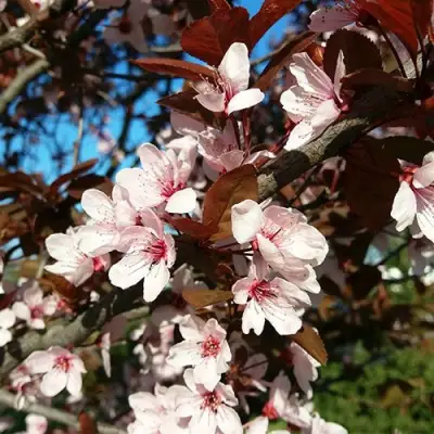 Слива ВУДИ растопыренная в Осиповичах