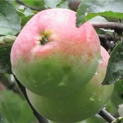 Яблоня МОСКОВСКОЕ ЗИМНЕЕ в Осиповичах